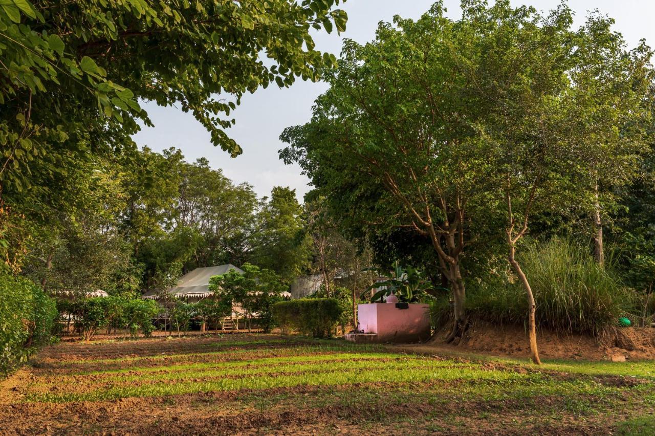 Tiger Machan Sawai Madhopur Ngoại thất bức ảnh